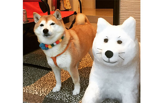 そろそろお別れの季節 ほっこり可愛い 柴犬雪だるま 柴犬ライフ Shiba Inu Life