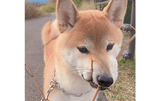 こんなん拾った 柴犬が散歩でゲットした戦利品を見せていただく 柴犬ライフ Shiba Inu Life