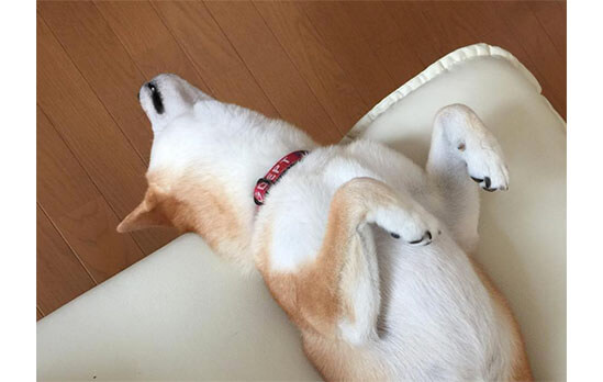 頭 落ちてます寝 柴犬の寝姿がやっぱり心配になる件 柴犬ライフ Shiba Inu Life