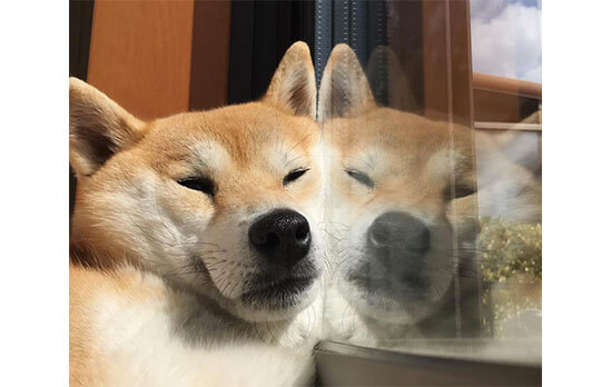ほのぼの 柴犬の日向ぼっこは 見ているだけで心がホクホクする 柴犬ライフ Shiba Inu Life
