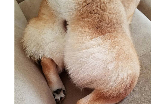 パーツ萌え 柴犬のふわモフなお尻がやっぱり好きだ 柴犬ライフ Shiba Inu Life