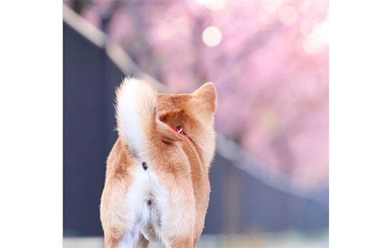 柴犬,桜