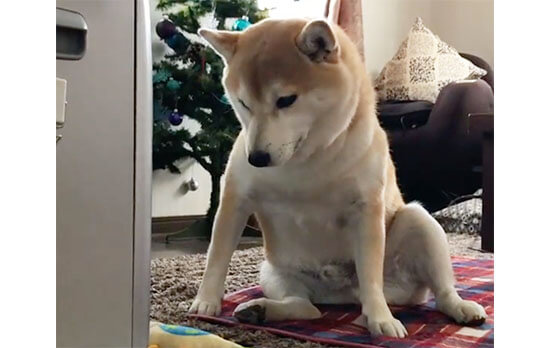 得意すぎて独特になってしまった 柴犬たちの 変わったお座り 柴犬ライフ Shiba Inu Life