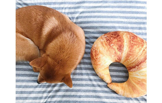 そっくりすぎ 柴犬とパン その関係性について探る 柴犬ライフ Shiba Inu Life