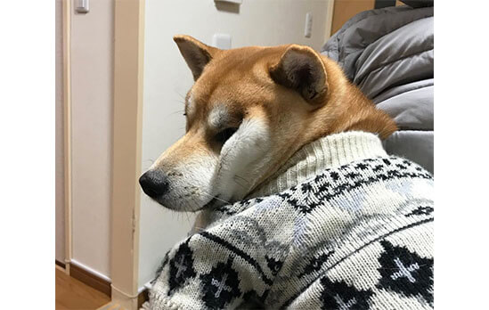 可愛さの向こう側 可愛い柴犬たちは ぶちゃカワ だって愛おしい 柴犬ライフ Shiba Inu Life