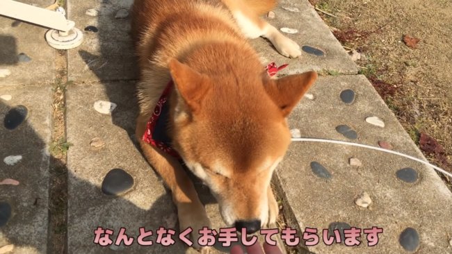 お手ヤダ ちょっぴりしつこいオーナーに対し スマートなイケメン対応をした柴犬 柴犬ライフ Shiba Inu Life