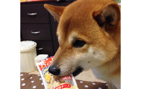 オーナー泣かせ 悪賢い 柴犬たちによる 知能的行動事件簿 柴犬ライフ Shiba Inu Life