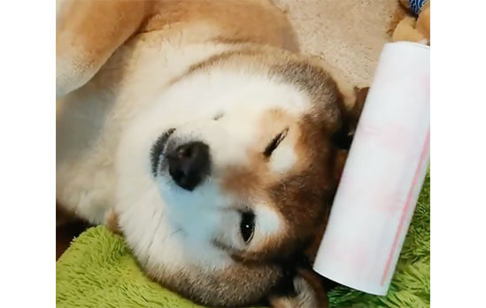 コロコロマッサージでトロトロ になった柴犬たち 柴犬ライフ Shiba Inu Life