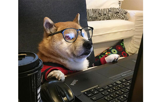 情報化社会ですから ついに柴犬もパソコンを使いこなす時代がきたらしい 柴犬ライフ Shiba Inu Life