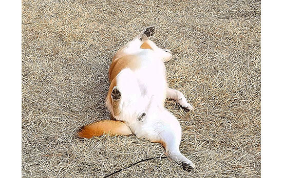 お散歩楽しいからゴロンしちゃう 柴犬寝っころがり部 のみなさん 柴犬ライフ Shiba Inu Life