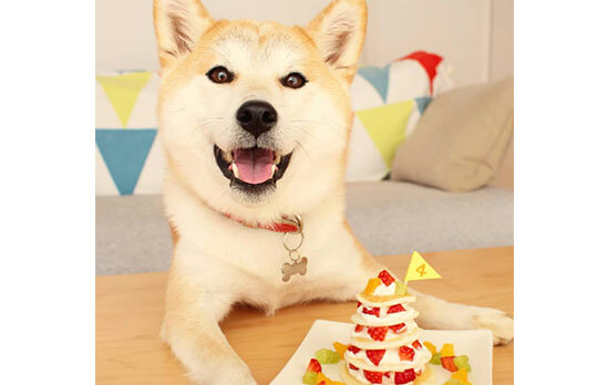 特別な日のギフト 柴犬に 手作りケーキ をプレゼントしませんか 柴犬ライフ Shiba Inu Life