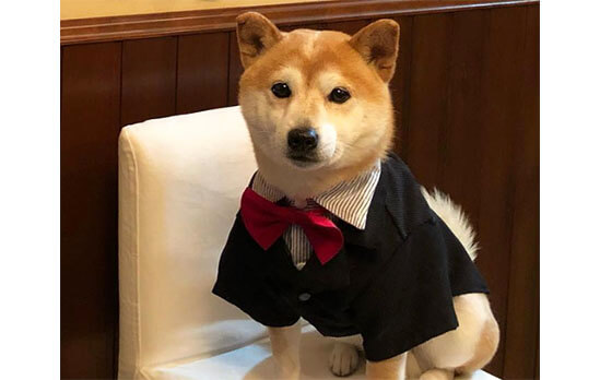 え カッコイイんですけど 柴犬たちの フォーマル姿 を見たことがある 柴犬ライフ Shiba Inu Life