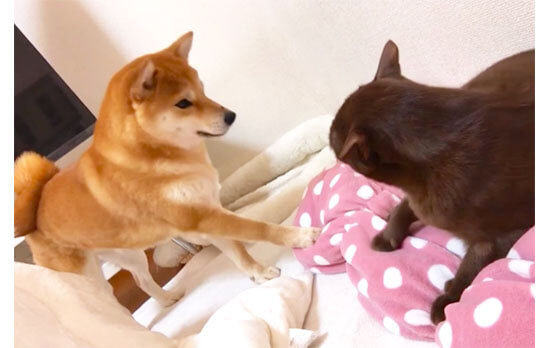 猫パンチなんかにめげない 猫と一緒に遊びたい柴犬が しつこく誘い続けた結果 柴犬ライフ Shiba Inu Life