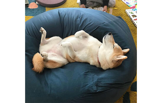 人をダメにするクッション は 犬もダメになる と柴犬たちが教えてくれた 柴犬ライフ Shiba Inu Life