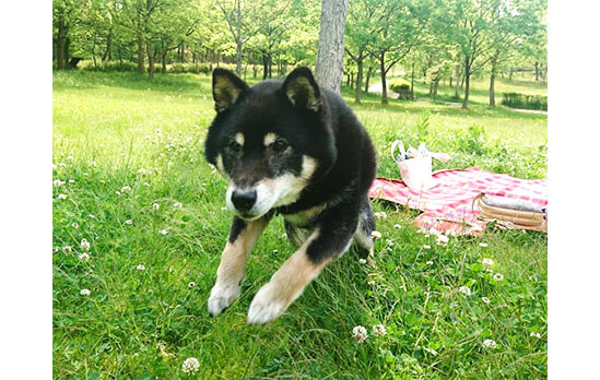 柴犬たちの軽やかな 柴ジャンプ は なかなかスゴいんです 柴犬ライフ Shiba Inu Life