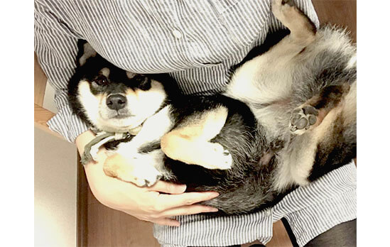 柴犬の 抱っこ要求 が可愛くて受け入れてしまった飼い主の腕 パンパン説 柴犬ライフ Shiba Inu Life 柴犬の 抱っこ要求 が可愛くて受け入れてしまった飼い主の腕 パンパン説 柴犬ライフ Shiba Inu Life