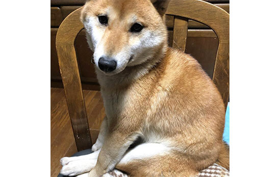 みんなクセ強め 柴犬がイスに座ると何故かサマになる件 柴犬ライフ Shiba Inu Life