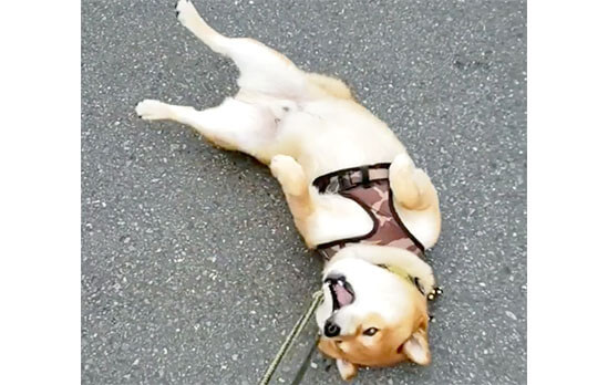 ちょ 転がりすぎじゃない コロンコロンしている柴犬にツッコミを入れたくなる 柴犬ライフ Shiba Inu Life