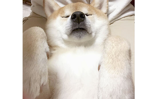 う ら め 柴 こんなオバケなら毎日登場してくれて構わないのだが 柴犬ライフ Shiba Inu Life