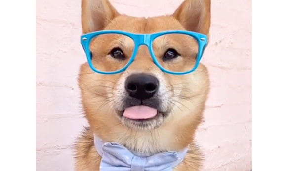 ファッションの新定番「メガネ柴犬」がじわじわキテるってよ。 | 柴犬 