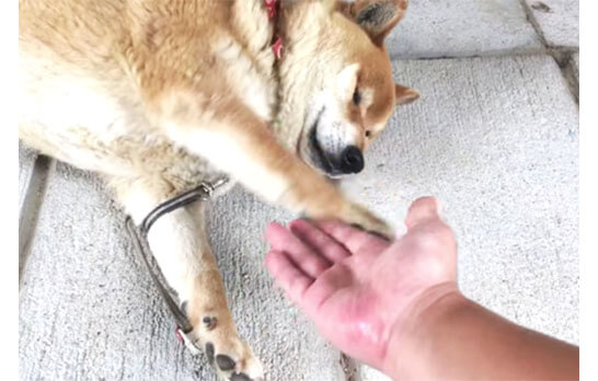 うっかりお手を空振りしてしまい 恥ずかしくなって急に甘えてきた柴犬 動画 柴犬ライフ Shiba Inu Life