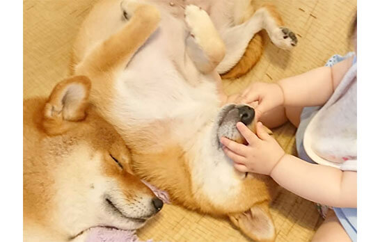 お世話したり されたり 子供と柴犬はとってもいいコンビなのです 柴犬ライフ Shiba Inu Life