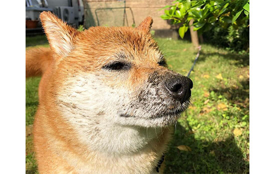 水遊びが楽しかったもので この時期の柴犬たちは特にやんちゃ者になるようだ 柴犬ライフ Shiba Inu Life