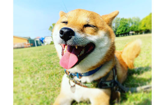 今日も元気 柴犬たちの ハァハッ 顔が見られることに幸せを感じる 柴犬ライフ Shiba Inu Life