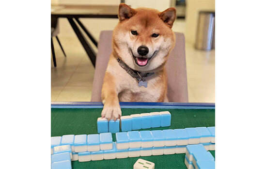 う そ だ ろ 柴犬たちも麻雀を嗜む時代が もうきていたらしい 柴犬ライフ Shiba Inu Life