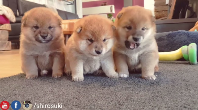 動画】「ウトウト…スャ…」おネムな柴犬の子犬3兄弟の姿に全世界で 