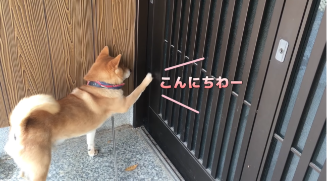 柴犬,YouTube