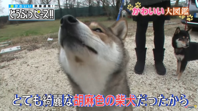 動画 海外の家庭が柴犬パピーを家族に 和風な名前をもらい愛されている風景に心がホッコリ 柴犬ライフ Shiba Inu Life