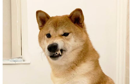 オコなの チッ 今日はのほほんしてられん な柴犬たちのムキ顔をご覧いただく 柴犬ライフ Shiba Inu Life