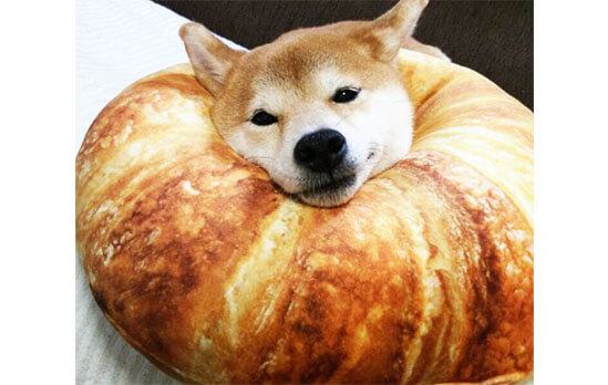 お腹ぐーぐー注意 柴犬を見ていると無意識に食べたくなるのがクロワッサン 柴犬ライフ Shiba Inu Life