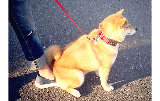 邪魔カワイイだと カワイイの間違いだ 柴犬ご自慢の ジャマ仕草 を拝見 柴犬ライフ Shiba Inu Life