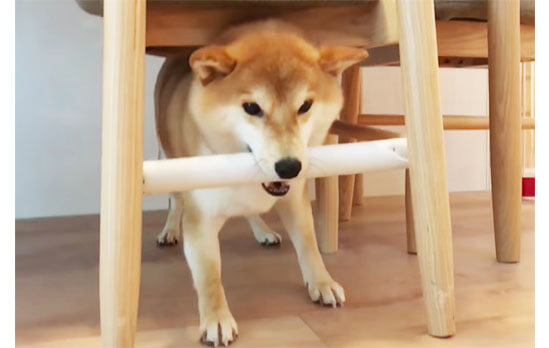 動画 前に進めない おドジ強め 色んなおとぼけを連発する愛すべき柴犬 こてつ 柴犬ライフ Shiba Inu Life