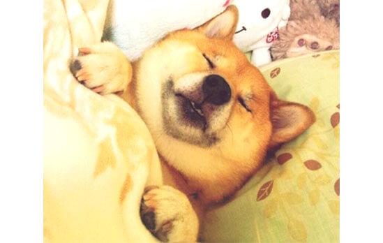 はぁコレコレ Zzz 柴犬の基本姿勢は もしかしたら仰向けなのかもしれない疑惑 柴犬ライフ Shiba Inu Life