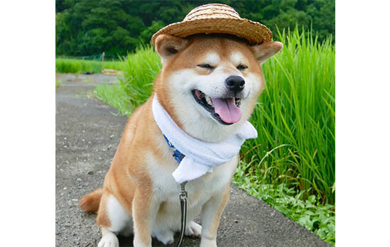 農作業には必須だワン 夏到来 麦わら帽子をかぶった柴犬がみんなカワイイ 柴犬ライフ Shiba Inu Life