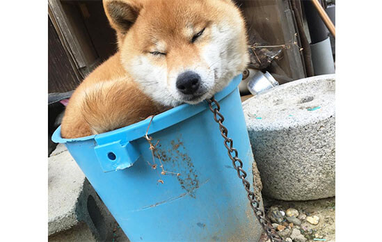 うむ なかなかの入り心地じゃ 水を入れるだけじゃない 柴犬たちがバケツを使ってやったコトとは 柴犬ライフ Shiba Inu Life