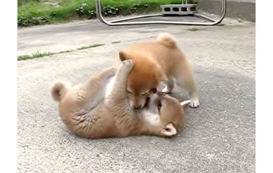 動画 やめてよぉ 子犬の柴犬同士のケンカが迫力満点すぎてお母さんもタジタジな件 柴犬ライフ Shiba Inu Life