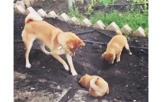 母柴犬 ホリホリはこうやるのよっ 穴掘りに勤しむ様子が愛らしいから 開いた穴のことは後で考えよう 柴犬ライフ Shiba Inu Life