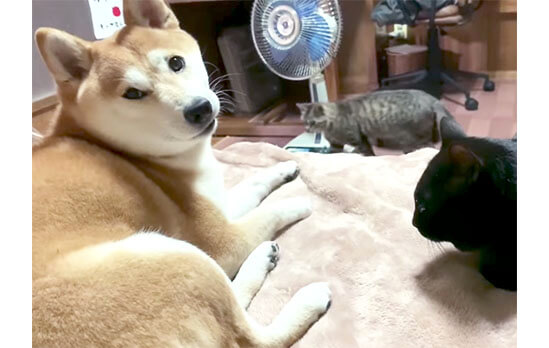 動画 もう たすけて しつこく誘う猫と遊び疲れた柴犬 しかし最後はやっぱり面倒見がよくてホッコリ 柴犬ライフ Shiba Inu Life