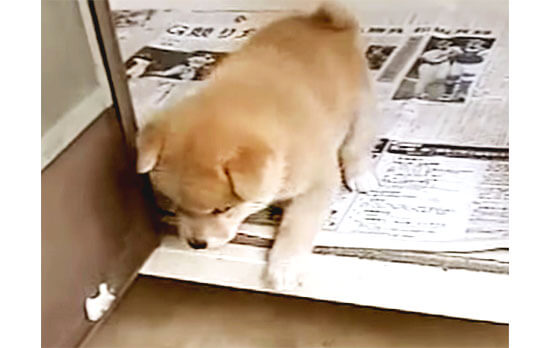 動画 ｷｭｰﾝ ｷｭｰﾝ 怖いよう ハウスから降りられない柴犬パピーの奮闘を見届ける 柴犬ライフ Shiba Inu Life