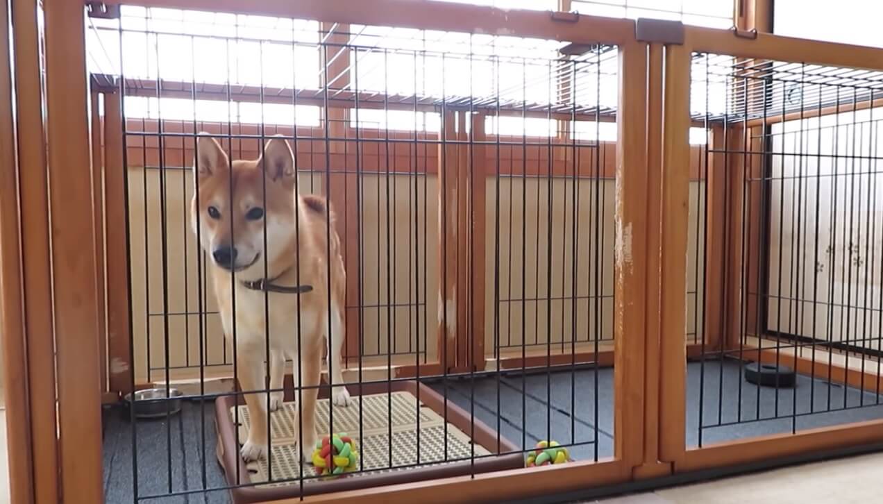 ドコいったのォォー 飼い主と先住犬の不在 ひとりお留守番を任された柴犬の姿が切なすぎる 動画 柴犬ライフ Shiba Inu Life