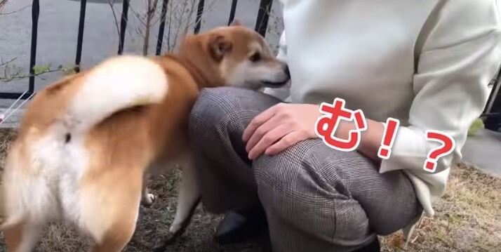 柴犬,YouTube