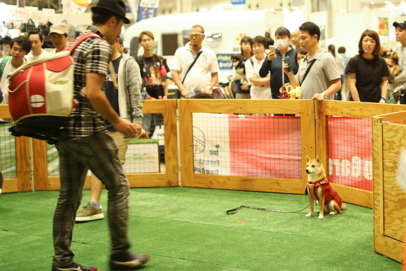 柴犬,カートラジャパン2019