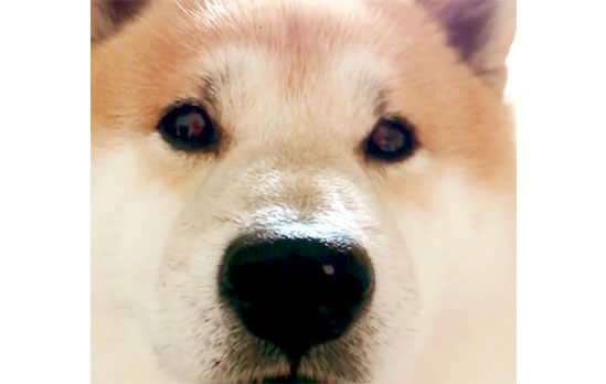 ぬーん 柴犬がアレコレめっちゃ文句言ってる姿が可愛すぎワロタ 動画 柴犬ライフ Shiba Inu Life