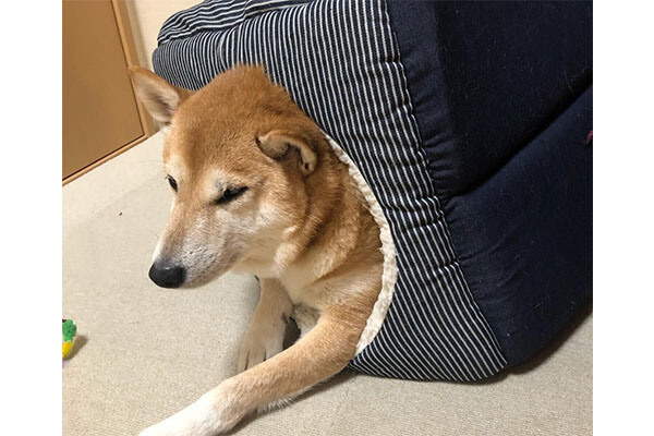 モヤモヤ 柴犬さんたちお気に入りの別荘がなんだか少し狭いような気がしてならない件 柴犬ライフ Shiba Inu Life