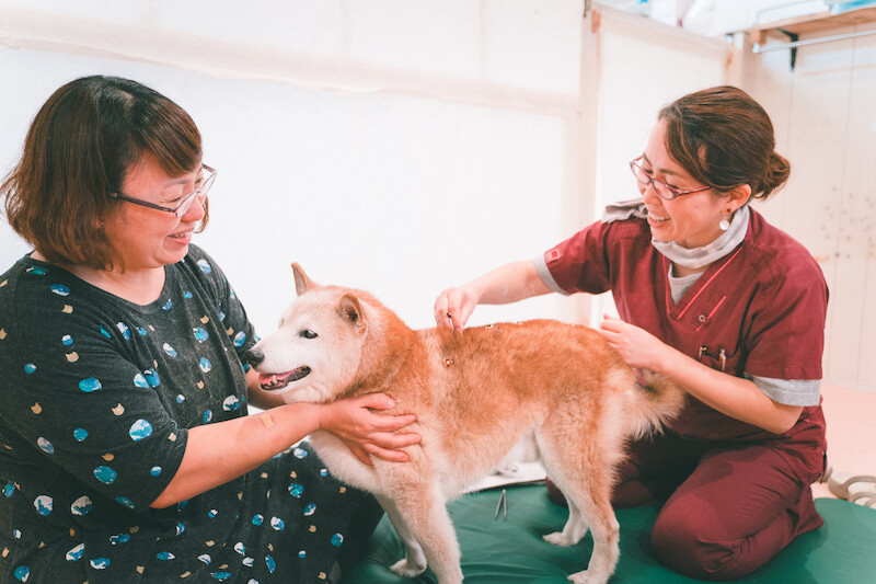 特集 柴を介護する 1 柴は認知症になりやすい犬種トップ 獣医師に聞く予防法から心構えまで 柴犬ライフ Shiba Inu Life
