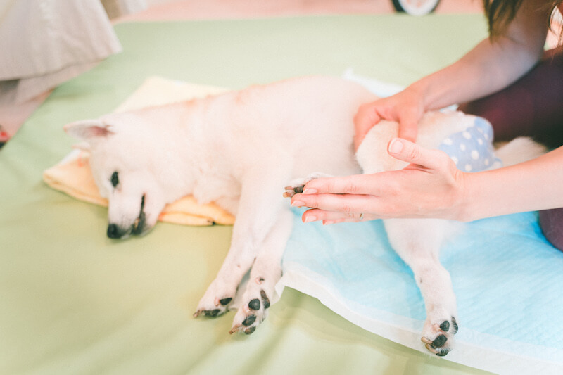 特集 柴を介護する 3 整体 で何歳になっても歩ける体を目指す 自分でできるストレッチ マッサージ方法も紹介 柴犬ライフ Shiba Inu Life